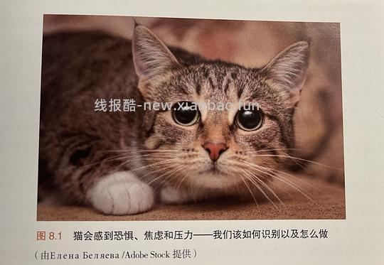 讨论/【科普】“可爱”照片背后的真相原来是这样的,关于猫咪应激需要知道的一些事 - 线报酷 讨论/【科普】“可爱”照片背后的真相原来是这样的,关于猫咪应激需要知道的一些事 - 线报酷