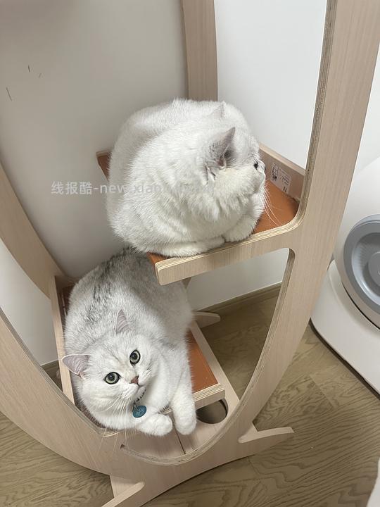 讨论/我必须分享一个超乎想象的猫爬架,进来猜多少钱 - 线报酷 讨论/我必须分享一个超乎想象的猫爬架,进来猜多少钱 - 线报酷