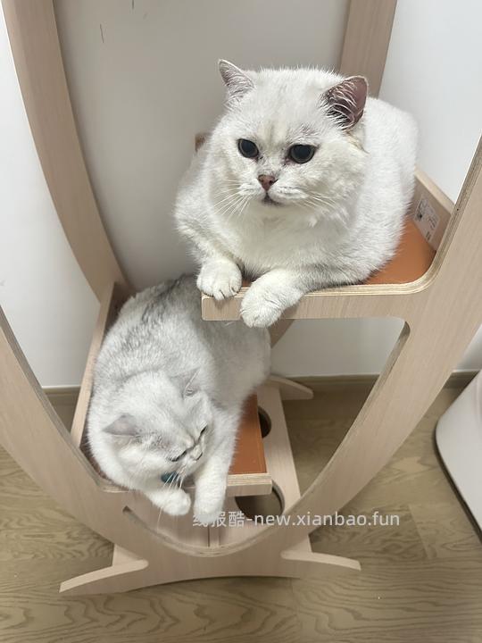 讨论/我必须分享一个超乎想象的猫爬架,进来猜多少钱 - 线报酷 讨论/我必须分享一个超乎想象的猫爬架,进来猜多少钱 - 线报酷