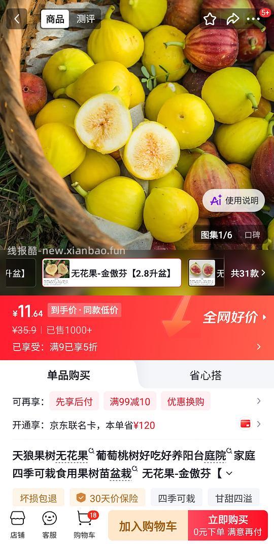 金奥芬无花果盆栽11r,玛斯义陶芬13r - 线报酷 金奥芬无花果盆栽11r,玛斯义陶芬13r - 线报酷