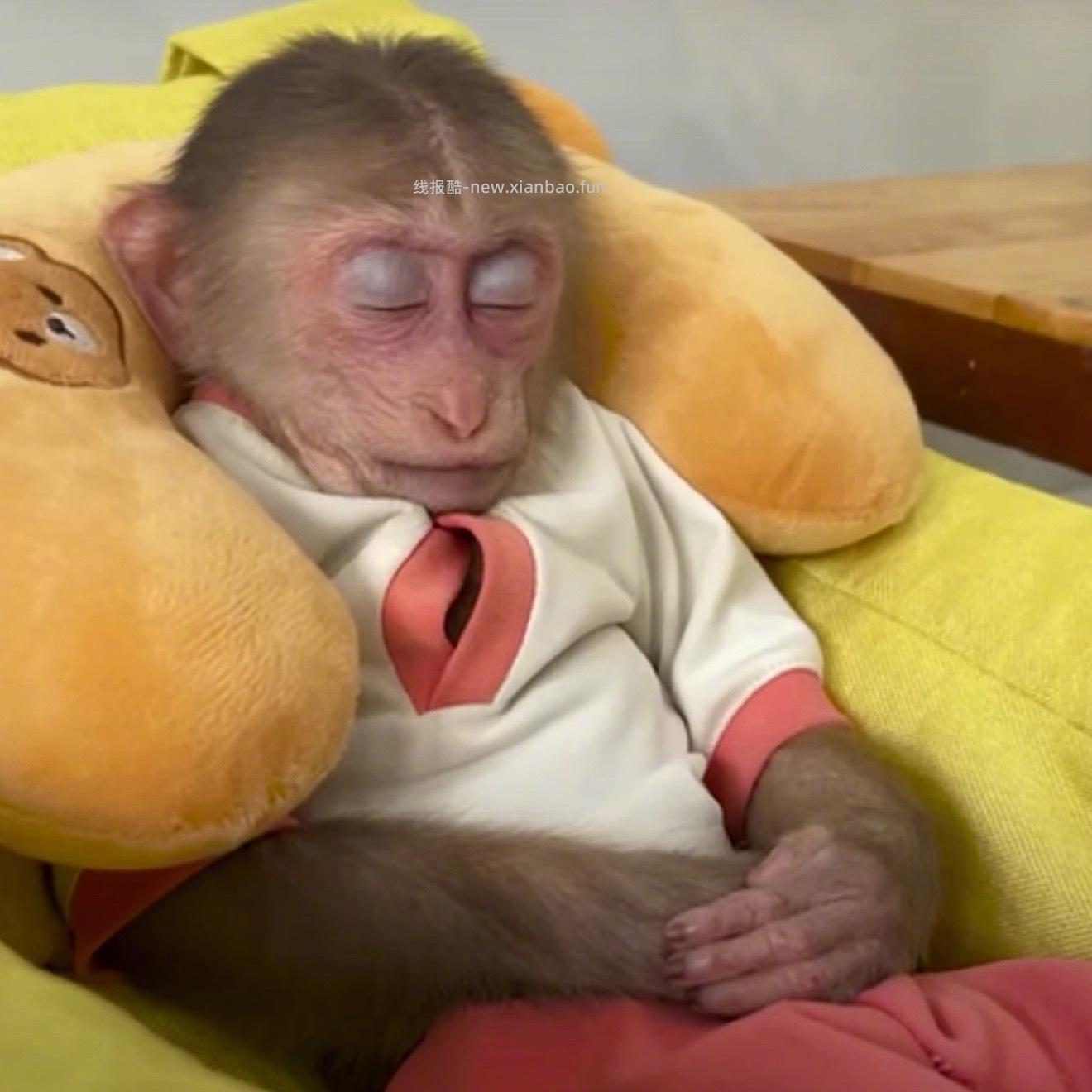 本人状态如图 这个b班真有点上不动了累的像坨狗屎已瘫 - 线报酷 本人状态如图 这个b班真有点上不动了累的像坨狗屎已瘫 - 线报酷