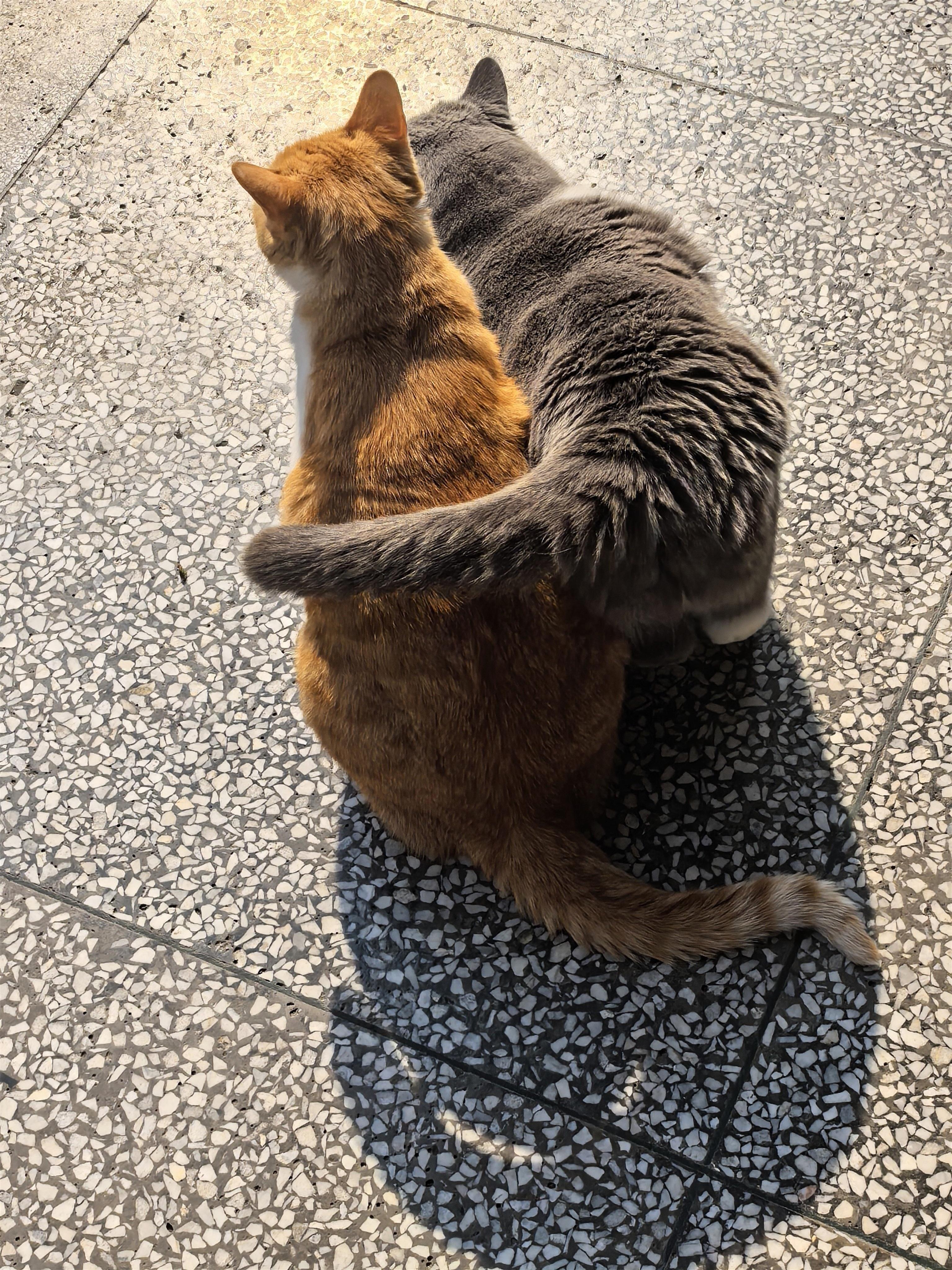 蓝米和小咪真是一对好姐妹 跪了 好在我手速快捕捉到了这个温馨的画面 - 线报酷 蓝米和小咪真是一对好姐妹 跪了 好在我手速快捕捉到了这个温馨的画面 - 线报酷