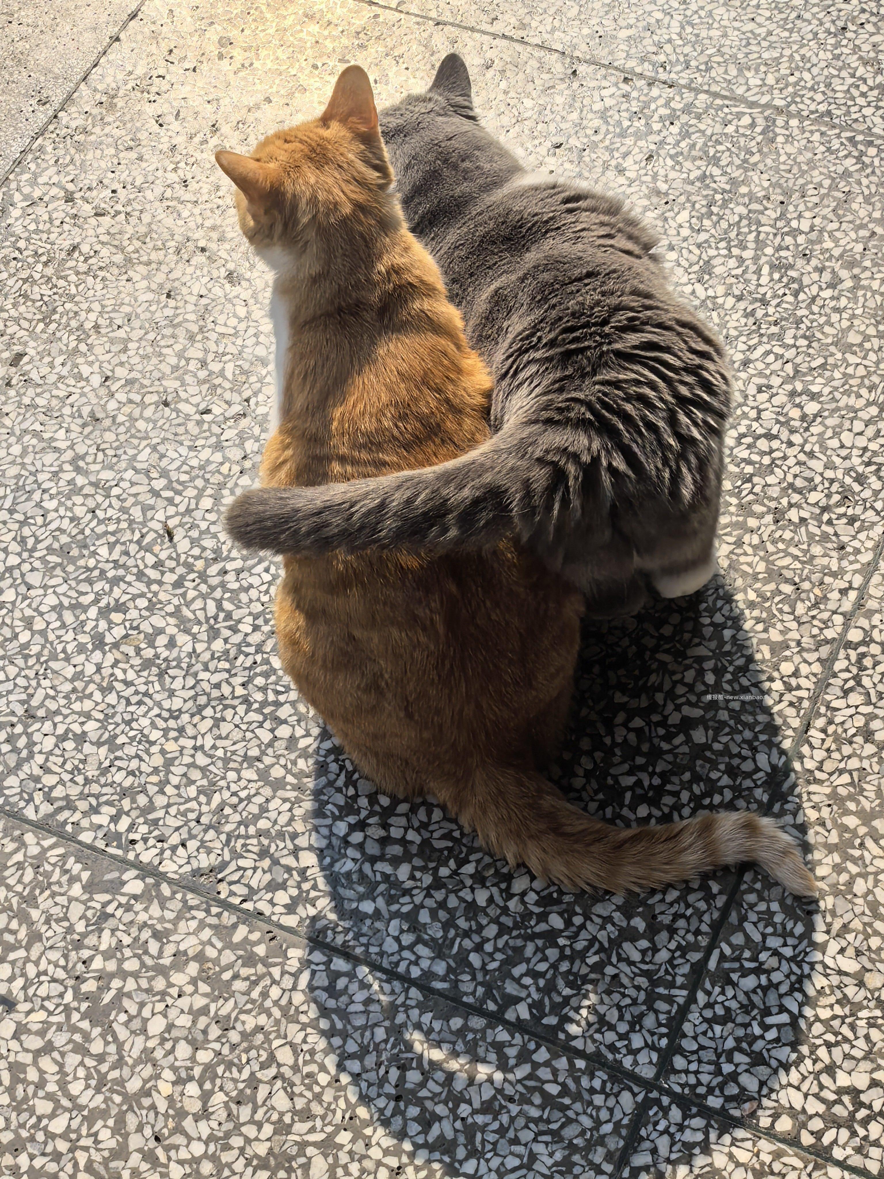 蓝米和小咪真是一对好姐妹 跪了 好在我手速快捕捉到了这个温馨的画面 - 线报酷 蓝米和小咪真是一对好姐妹 跪了 好在我手速快捕捉到了这个温馨的画面 - 线报酷